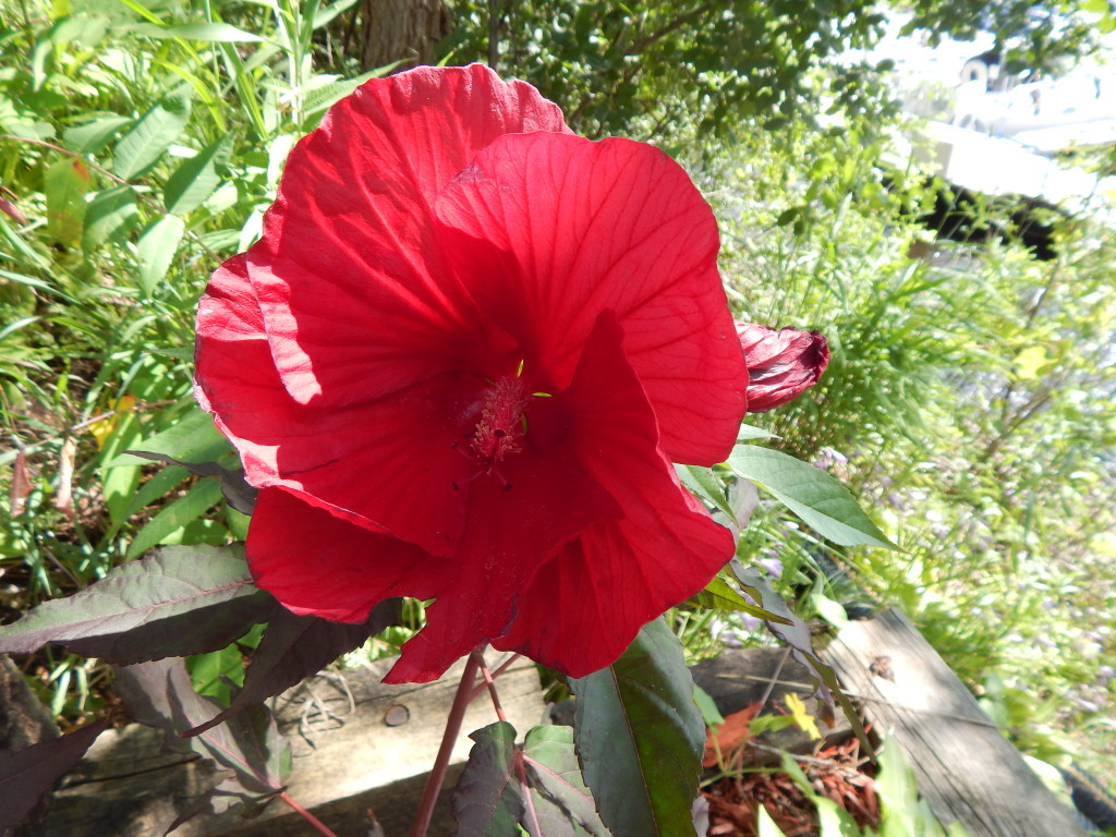 St. Croix River Wildlife and Flowers