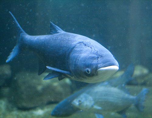 How to Look for and Report Invasive Asian Carp