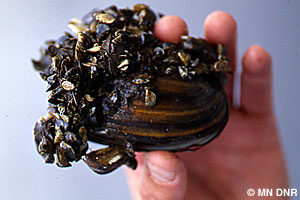 Zebra Mussels Minnesota DNR