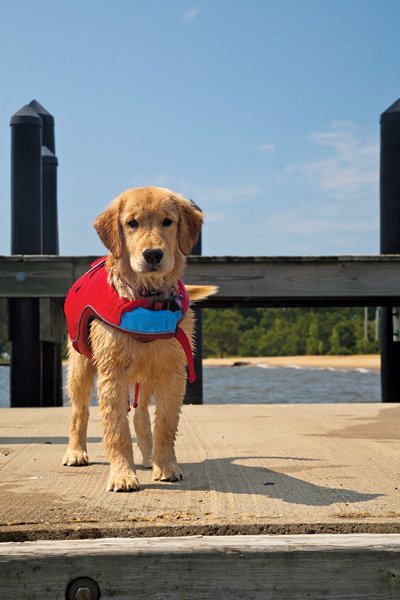 Life Jackets for Dogs Bayport Marina