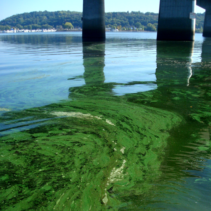 Blue-Green Algae