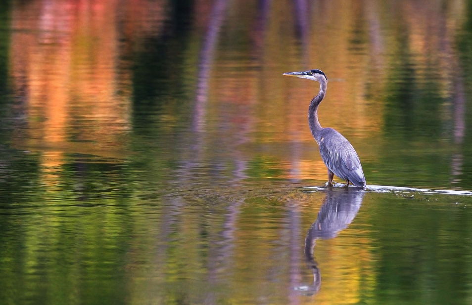 Fauna St. Croix River