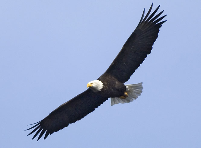 Bald Eagle St. Croix River Bayport Marina